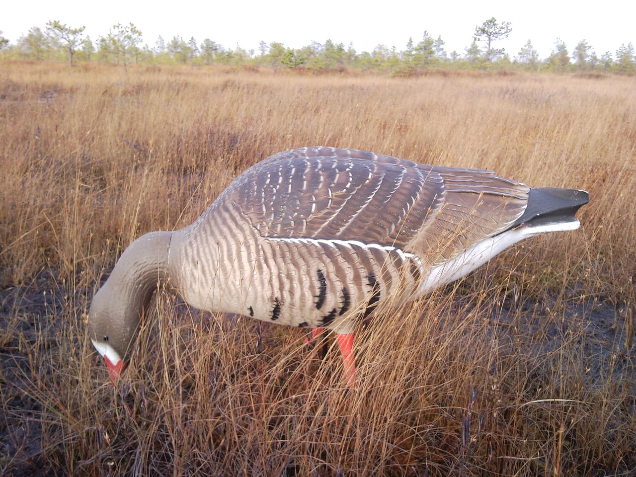Чучело ГУСЬ коричневый кормящийся мягкий на ноге